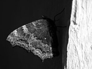 Lina Stern - Butterfly